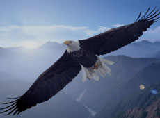 我們的優(yōu)勢